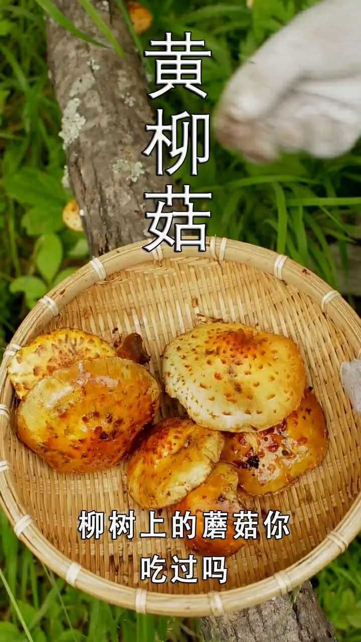 黄柳菇应该有很多人没有吃过柳树上的蘑菇很不错哦