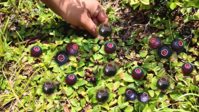 农村随处可见的地菍果,浑身上下都是宝,一起来认识下