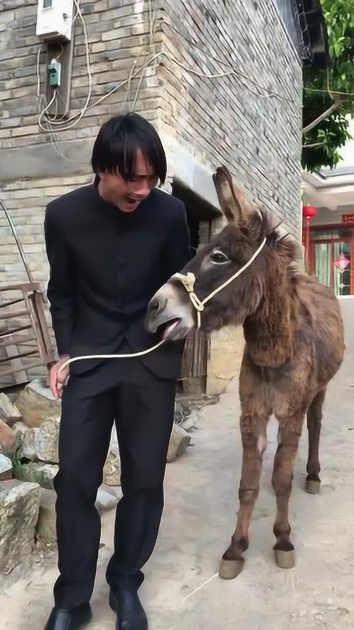 小伙这驴叫学的有声有色,就连驴都被你气哑了