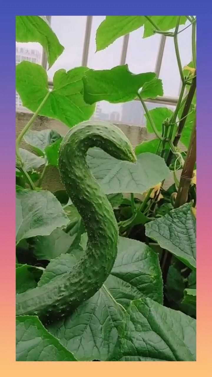 黄瓜竟能长出青蛇的样子,这是为啥呢?太搞笑了!