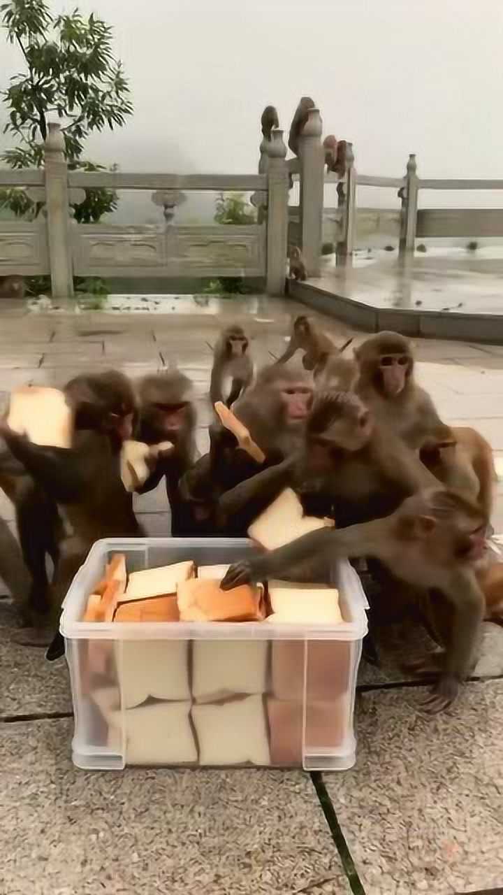 猴子抢人类面包竟家族出动为了点吃的不容易
