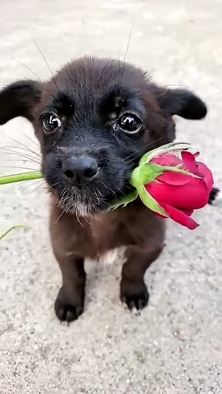 邻居家收养的小流浪狗经常喂它今天叼了一朵玫瑰花来感谢我