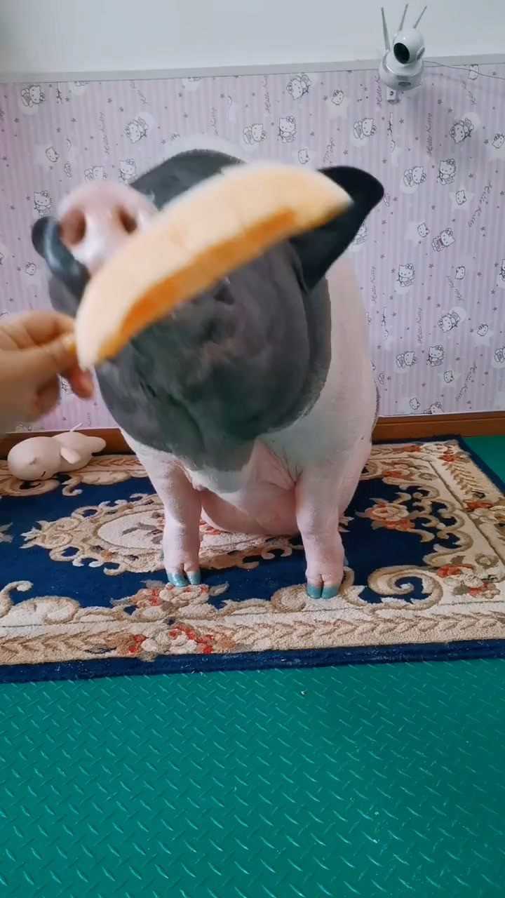 这只猪也太能吃了竟然还喜欢吃水果真的好可爱