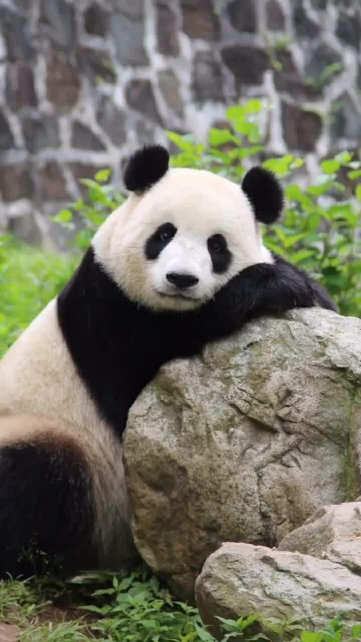 熊猫长什么样子的图片图片
