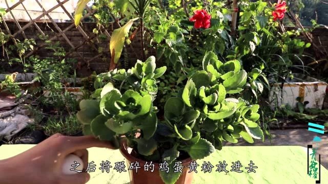 1勺黄色粉末,营养价值极高,长寿花夏季也爱吃,枝干粗壮似小树