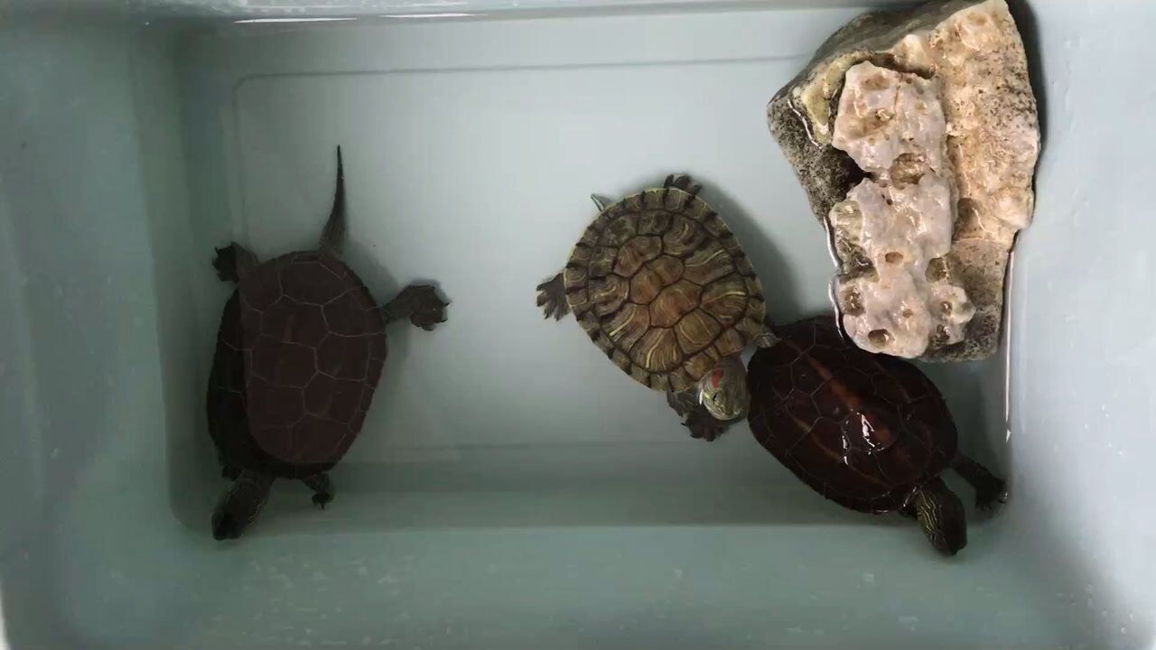 如何分辨乌龟的公母,教你最普遍的方法,就是这么简单_高清1080P在线观看平台_腾讯视频