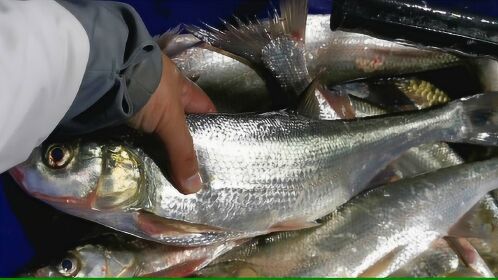 钓鱼实战216,鲜玉米破解无口钓位,翘嘴连杆狂拔,是怎么做到的