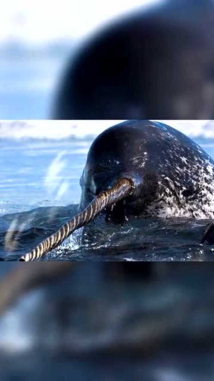 独角鲸的角其实是牙最长能够达到3米令人震惊