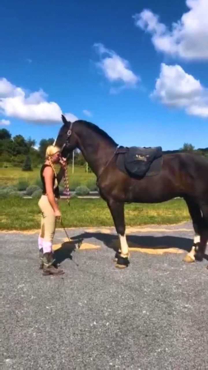 这大洋马怎么样?