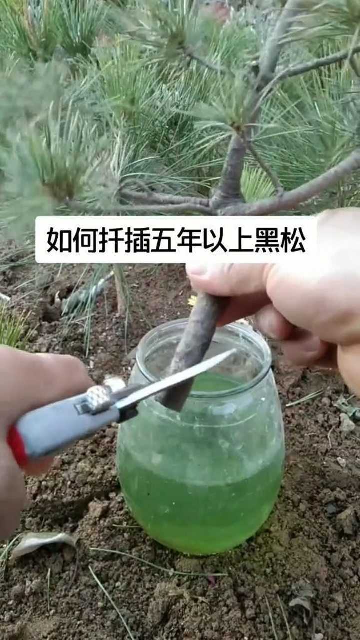 如何扦插五年以上的黑松?