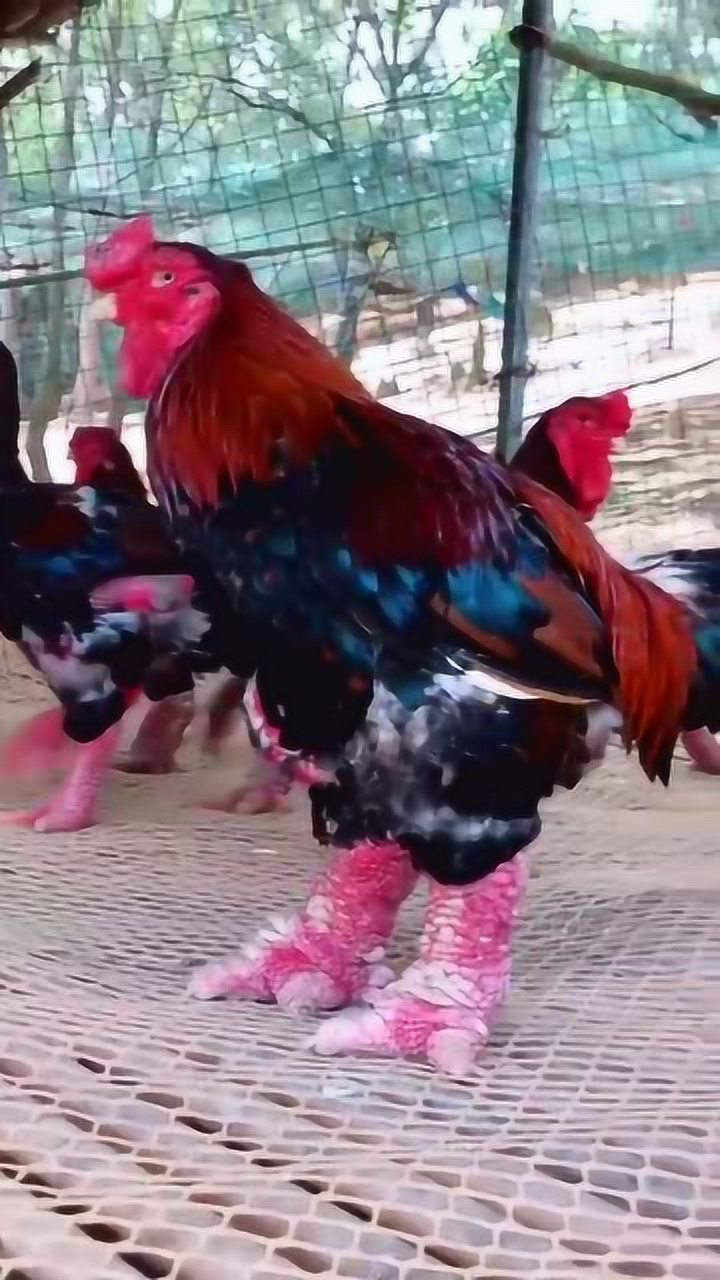 这是什么品种的鸡看看这大脚掌颠覆了我对这家伙的认知