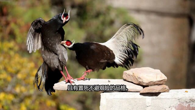 翼城历山景区的国家一级保护动物“褐马鸡”!