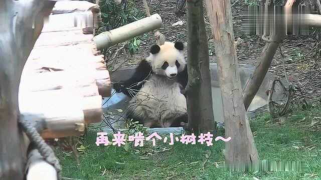 熊猫总算知道有的熊猫怎么洗都洗不干净了