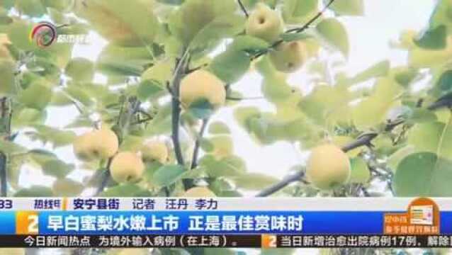 早日蜜梨水嫩上市 正是最佳赏味时