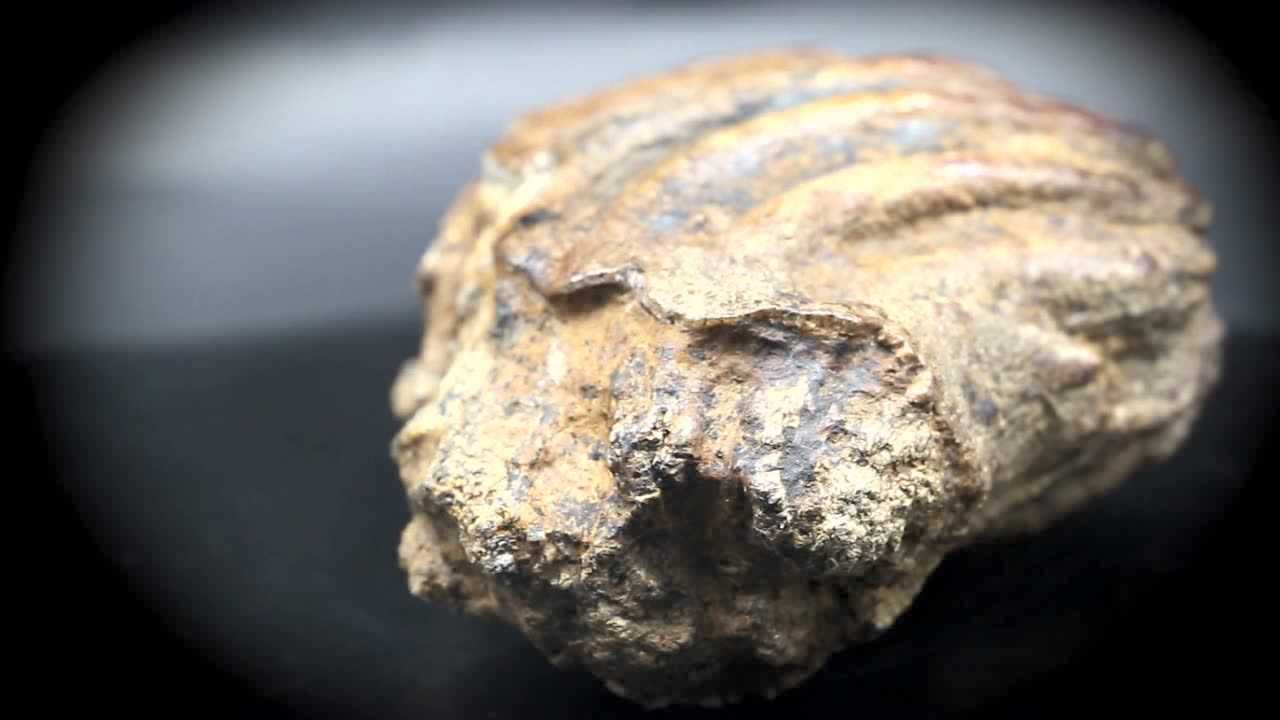 恐龙牙齿化石-视频鉴赏