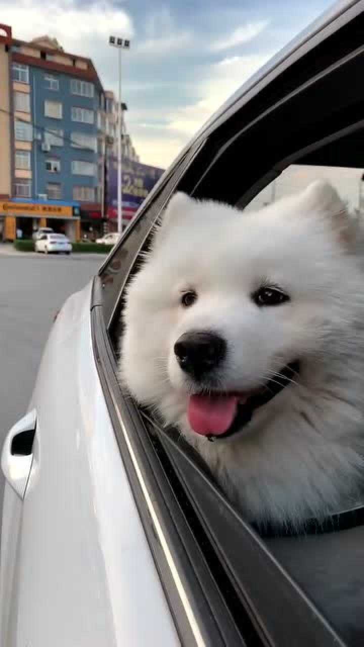 一只喜欢兜风的萨摩耶狗狗,看它一脸高兴的样子,太舒服了