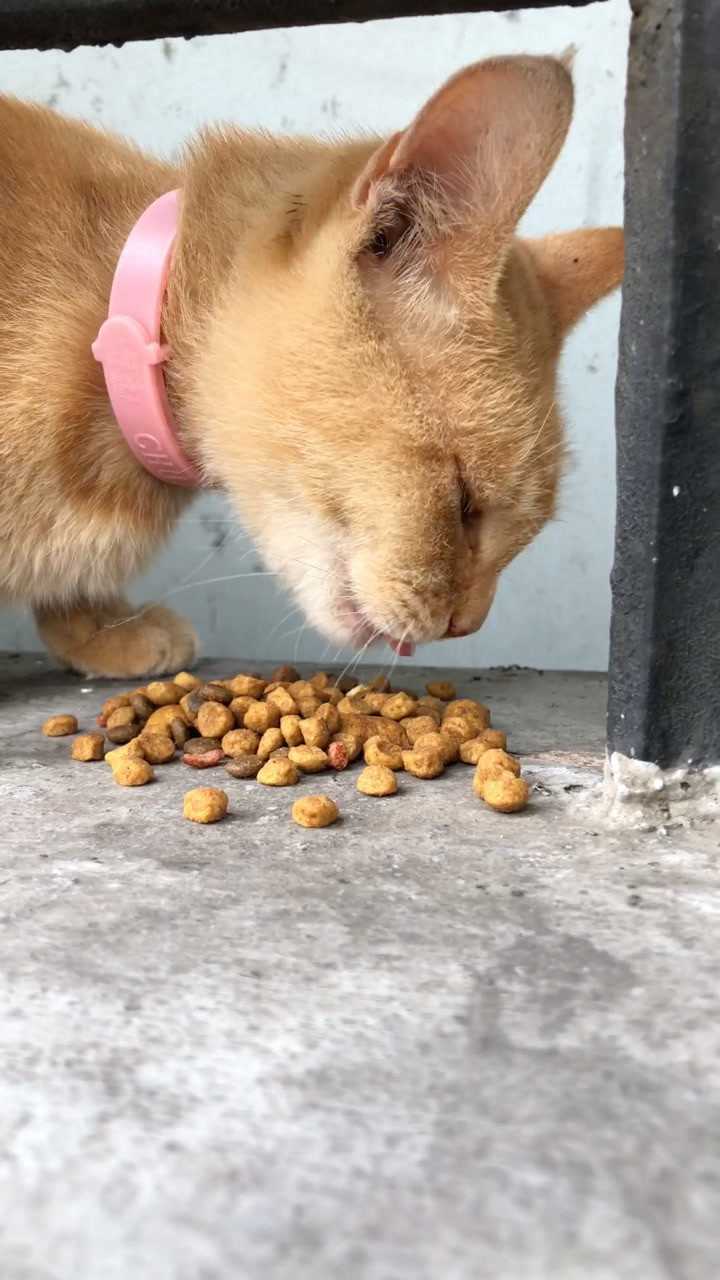 小橘子原来是红雀猫,中华田园猫的一种