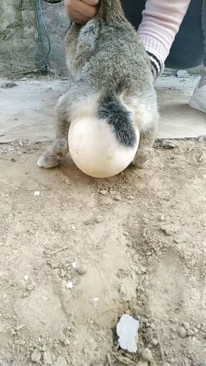 第一次见动物生孩子这可真是生了个球