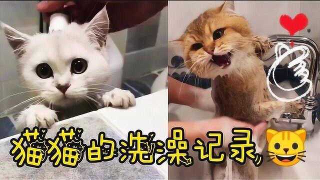 猫猫的洗澡日记!喵星人:大哥啊!我不洗,我害怕啊!