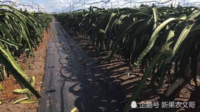 广东遂溪火龙果之乡大型火龙果种植基地,非常震撼的视觉效果