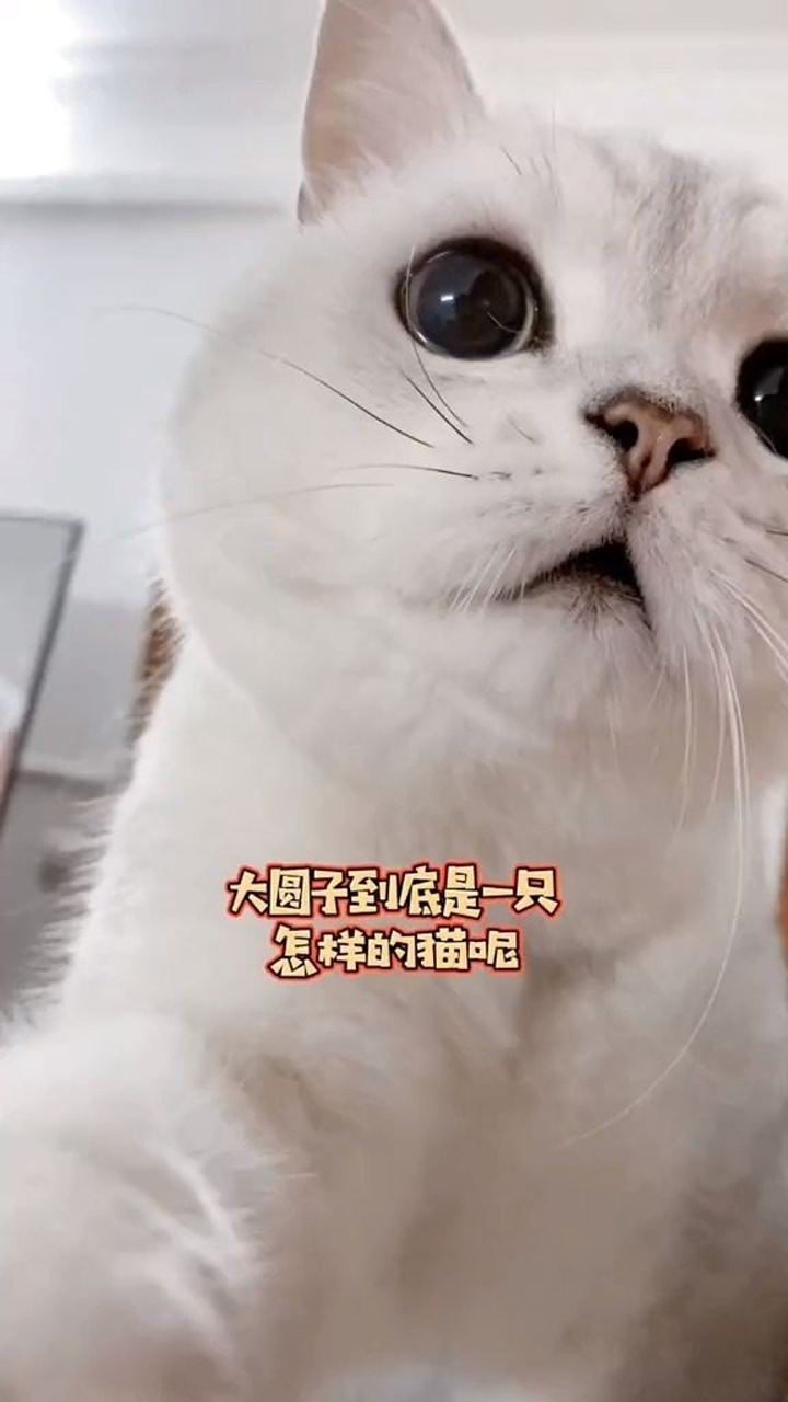 网红猫大圆子照片图片