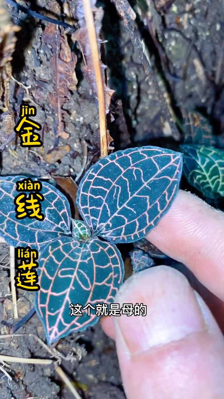 难道金线莲也分公母