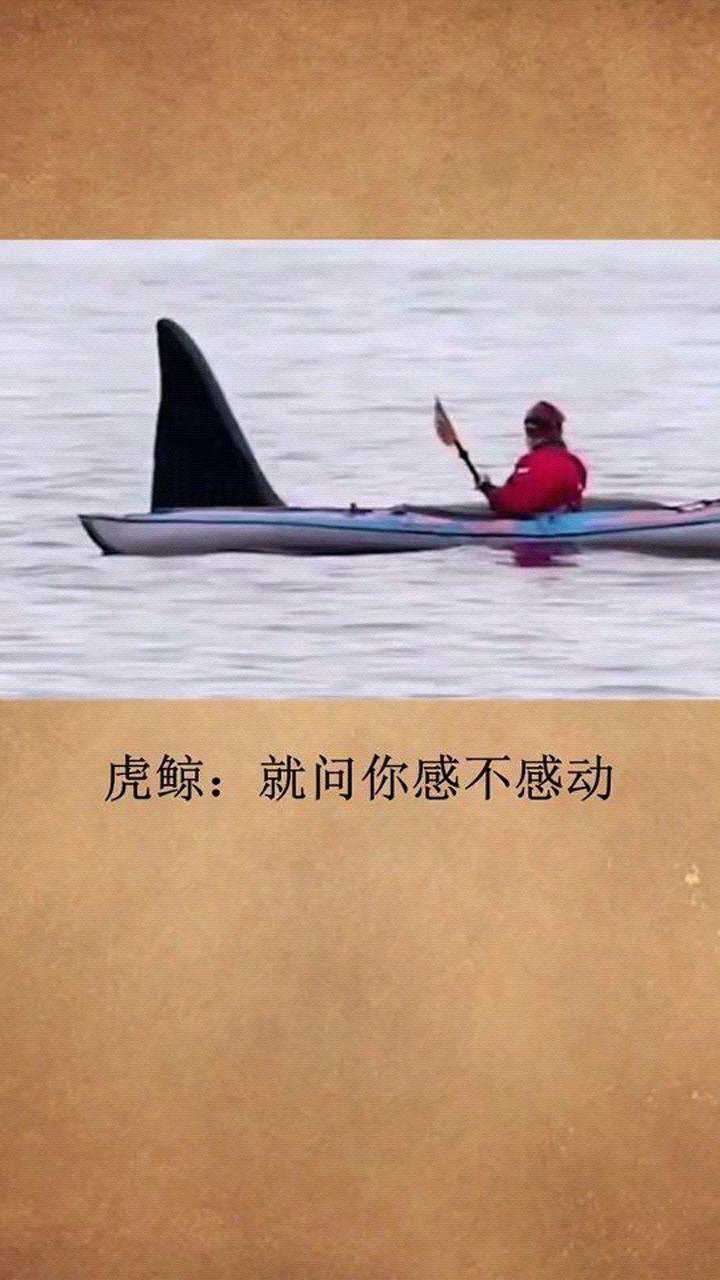 虎鲸就问你敢不敢动打开美好生活万物皆有灵虎鲸