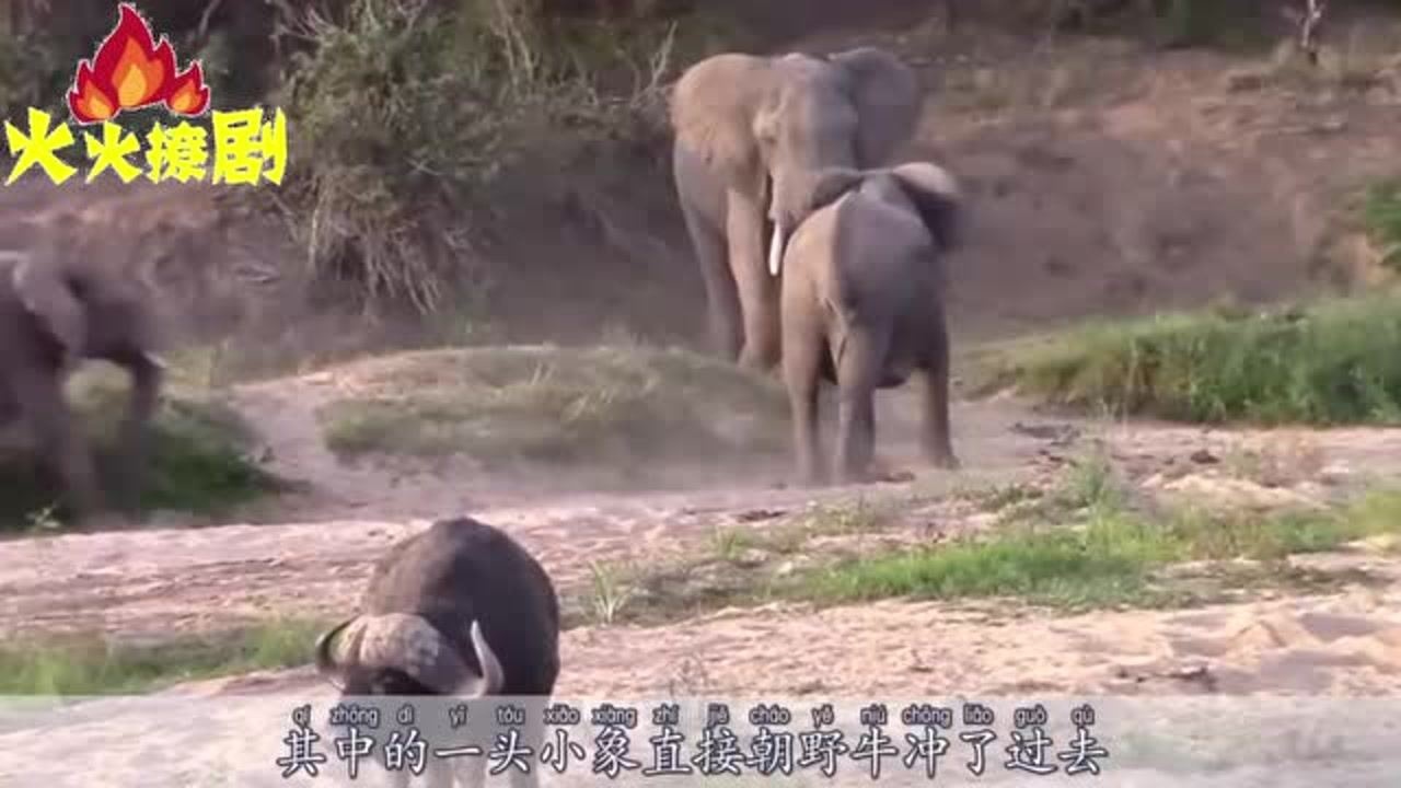 大象群奔跑迎接小象，下一秒请憋住别笑，镜头拍下全过程！_高清