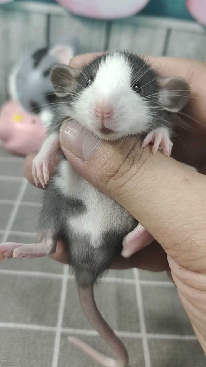 花枝鼠_腾讯视频