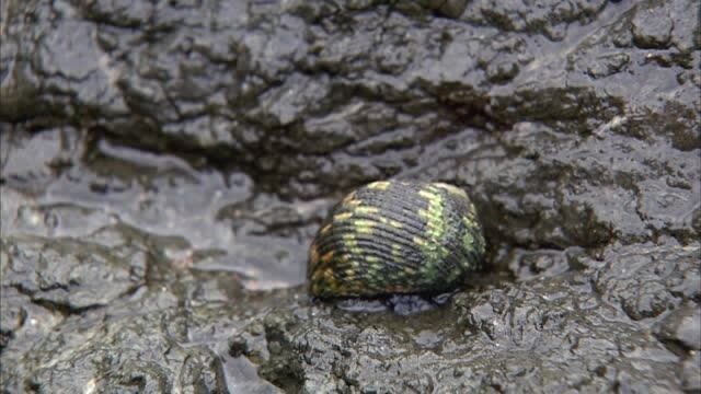 它在这里繁衍生息,它能在这里繁殖,是因为它们能忍受的温度变化