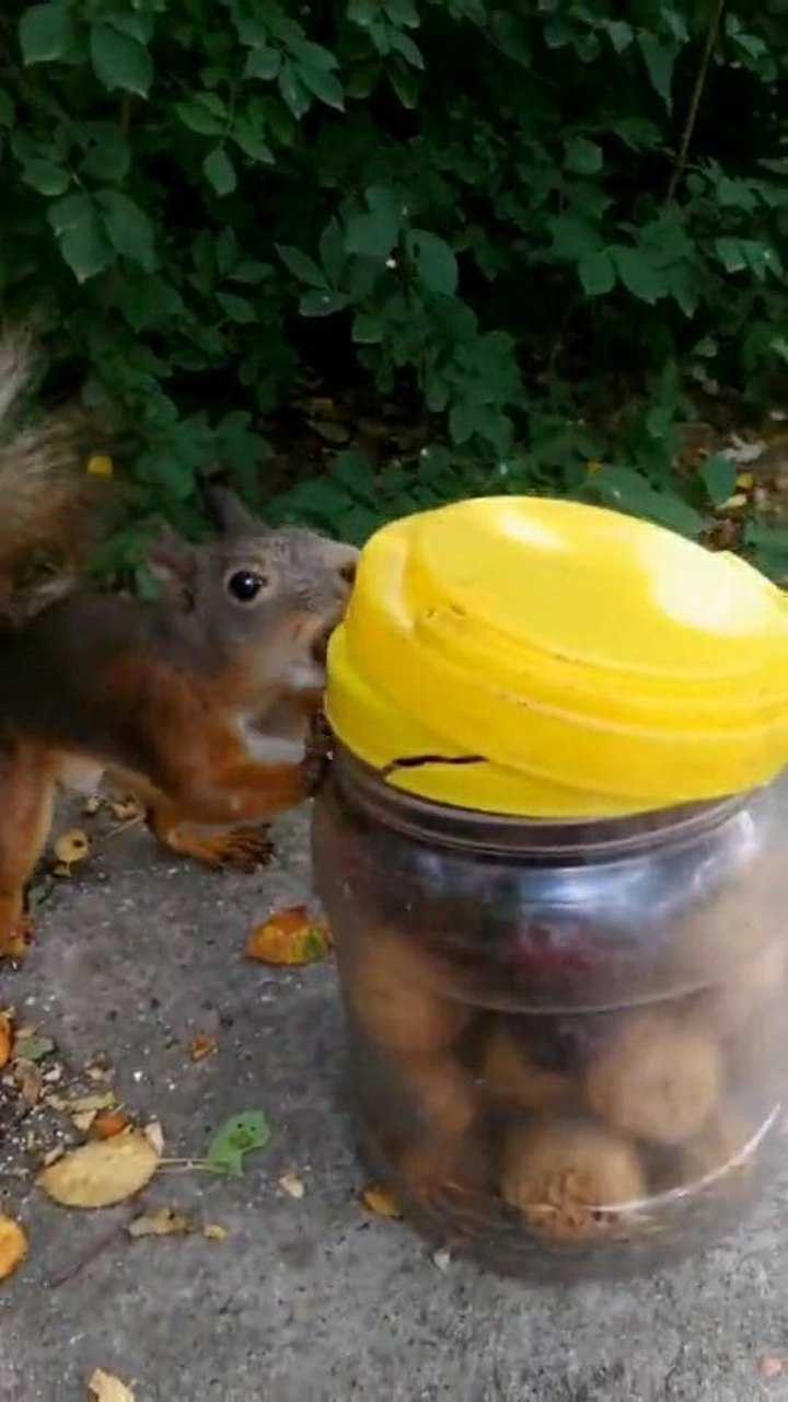 小松鼠硬核开盖它的两颗大板牙真不是开玩笑的