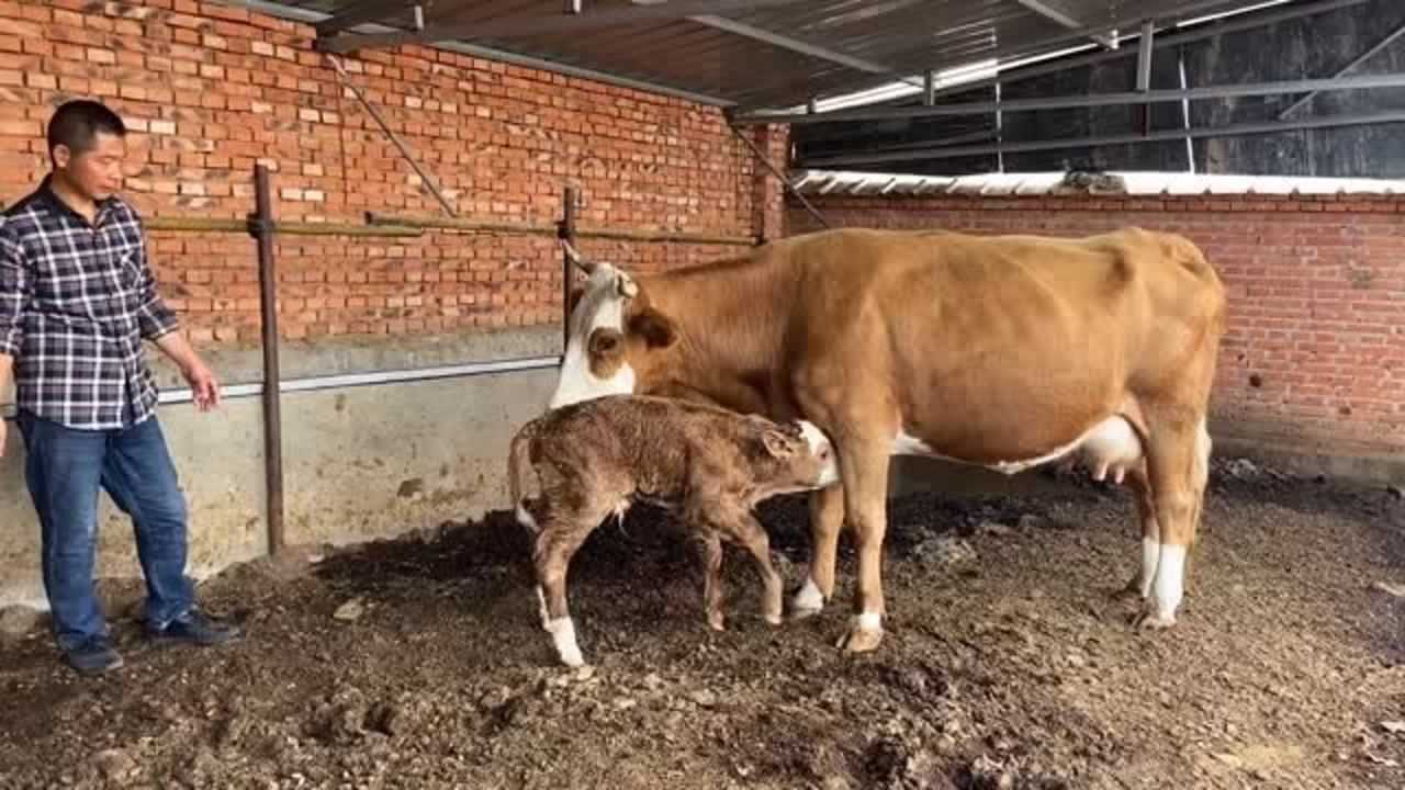 母牛自然产下牛犊,牛犊刚会拜四方就跌跌撞撞的去吃奶,母爱伟大