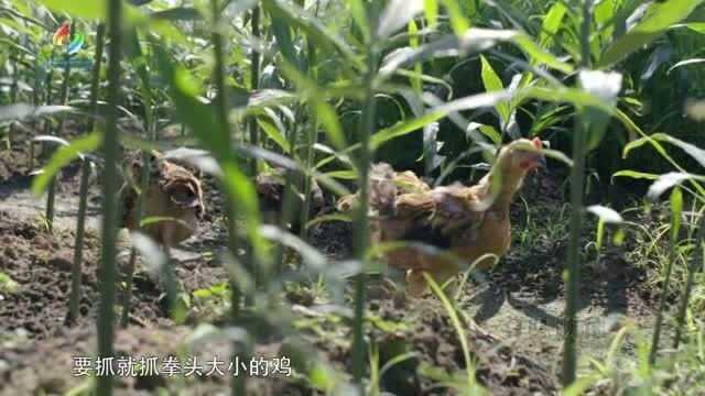 寻味顺德:塘埂上最适合散养家禽,有机肥料为蔬菜地提供有机肥料,两不误