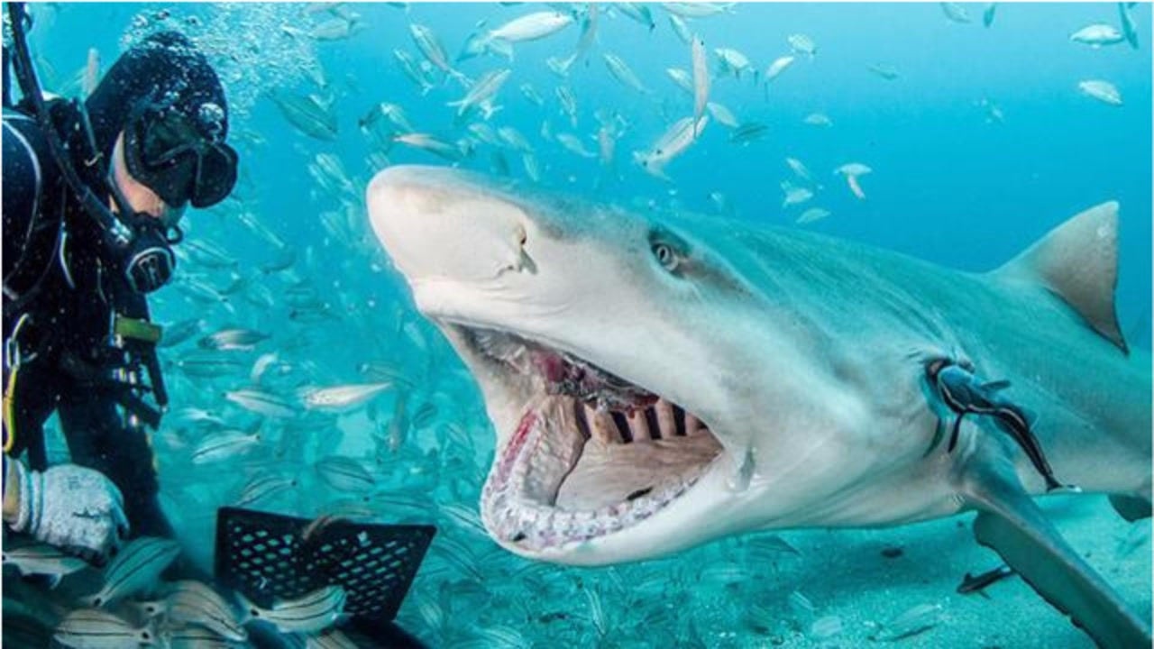 比大白鲨还凶残10倍的鲨鱼你见过吗大白鲨见它绕道走