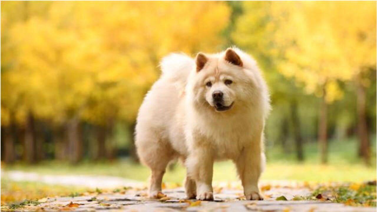 松狮犬怎么养？饲养的3大注意事项！_高清1080P在线观看平台_腾讯视频