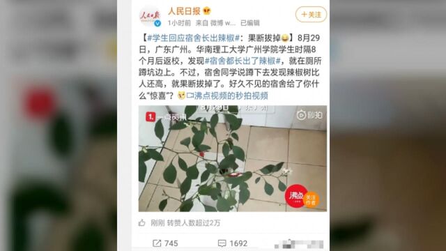 华南理工大学学生回应宿舍长出辣椒:蹲着辣椒树比人高,果断拔掉