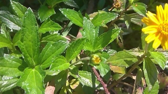 这种植物叫黄花龙舌草,全草可入药,来认识一下