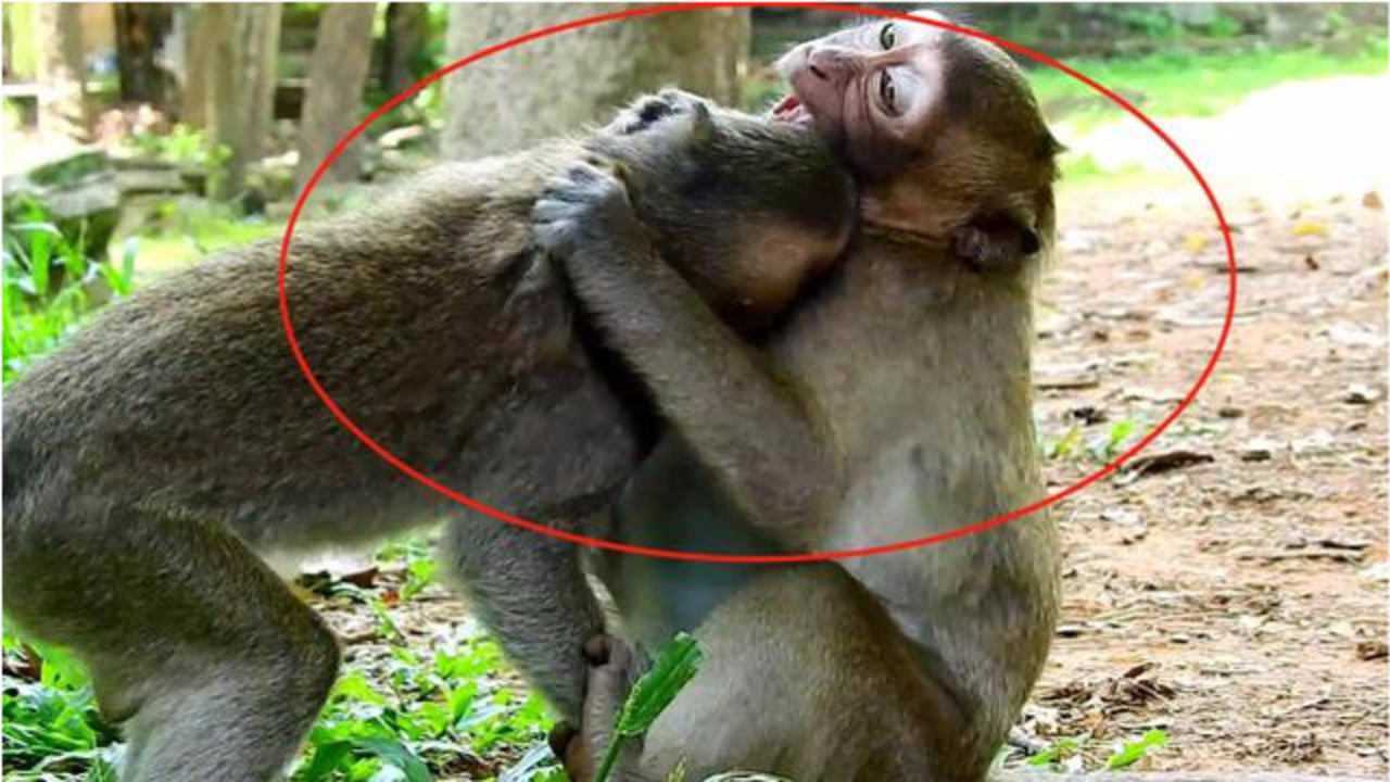 两猴哥无缘无故就打了起来,真是让人捉摸不透的猴子!