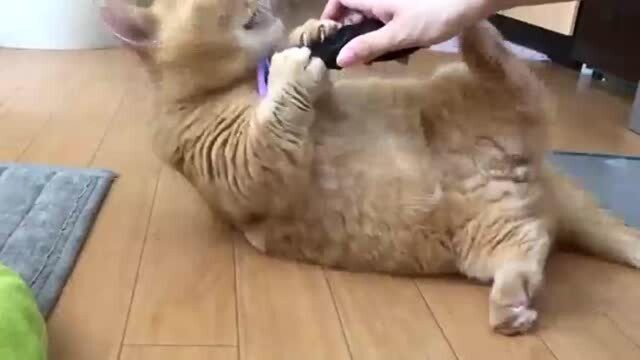 乐生活:可爱小黄猫刷刷毛