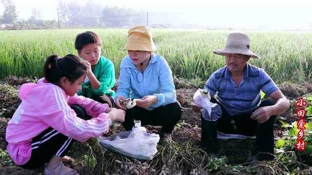 农村干农活不容易,早上6点挖花生,累了随便吃一口