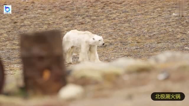 国家地理杂志:气候变暖,这头北极熊可能仅剩几小时的寿命!