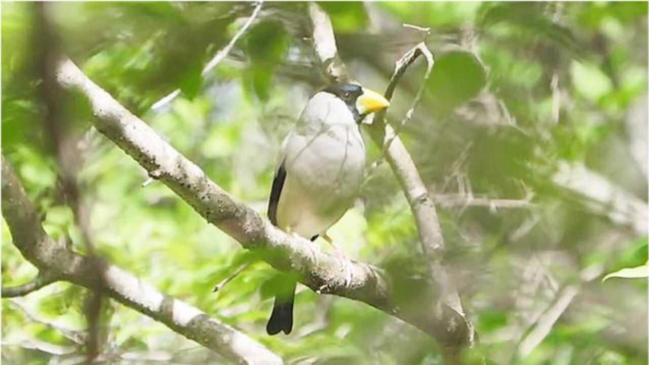 梧桐鸟公母图片介绍图片