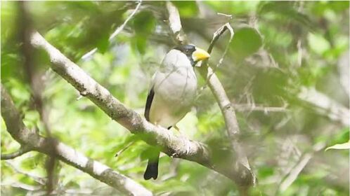 黑頭蠟嘴雀又稱梧桐鳥,樹上的這隻你能分出公母嗎?