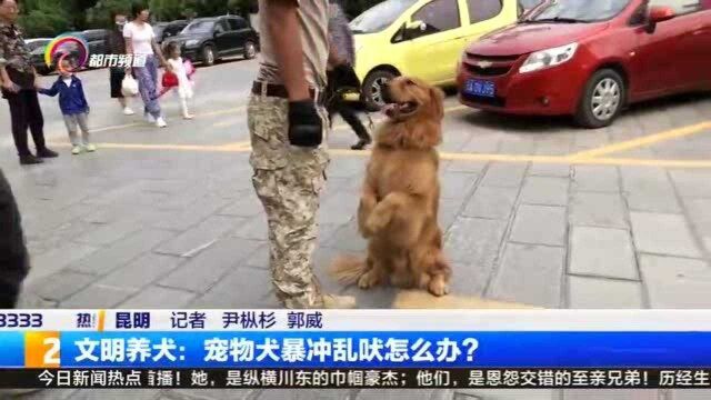 文明养犬:宠物犬暴冲乱吠怎么办?