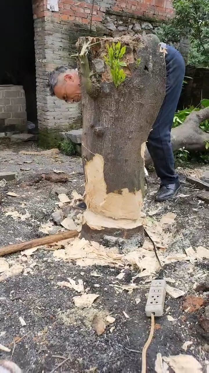 40多年的柚子树硬度这么强干半天都不动