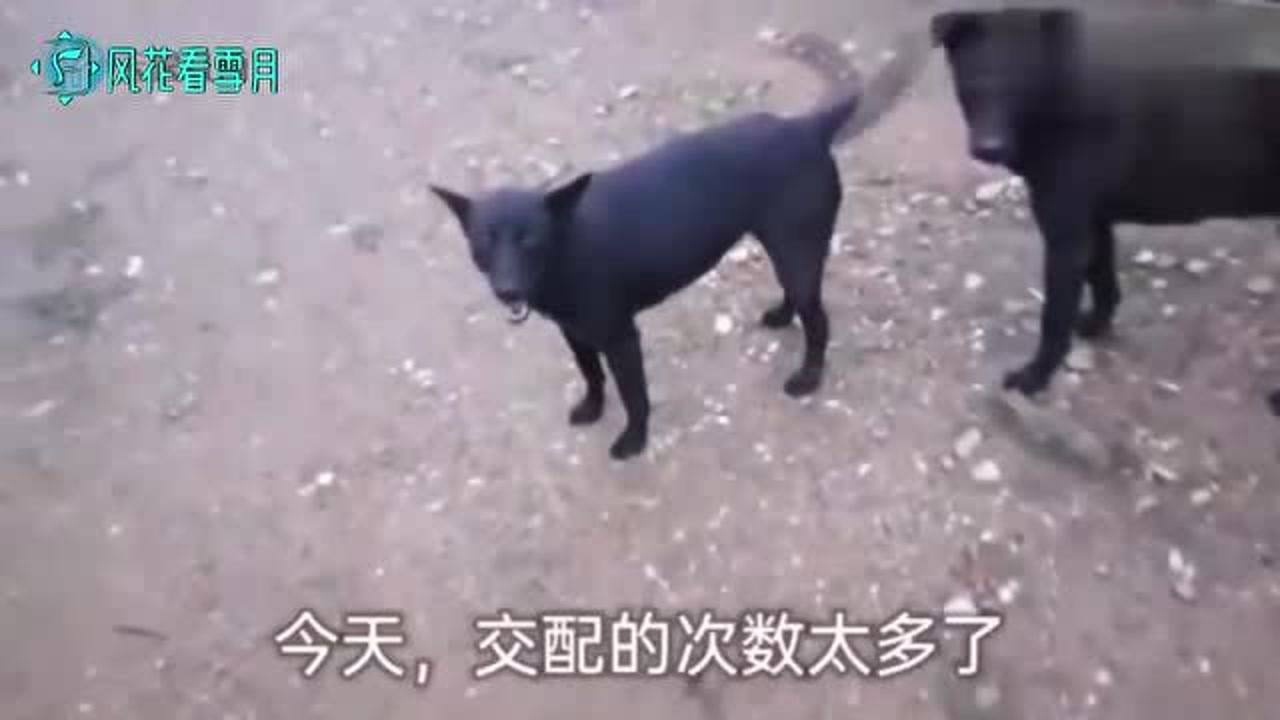 家里的母狗发情了，每天十几只公狗来交配，母狗撑不住趴倒在地_腾讯视频
