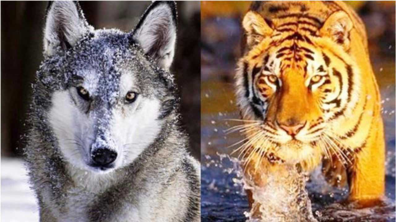 如果一群狼和一只老虎单挑会怎么样到底谁会赢