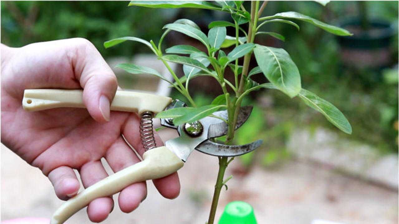 长春花这样修剪棒棒糖,看完你学会了吗