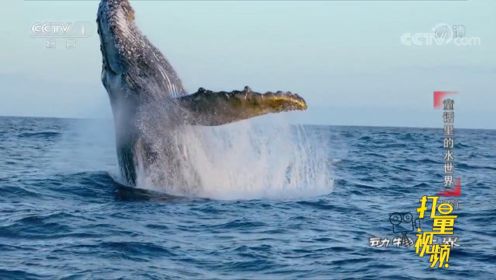 重约30吨的鲸鱼跃出水面，扑通一声，顿时水花四溅！