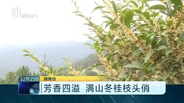 冬桂花迎寒怒放!花香扑面而来,满山冬桂枝头俏